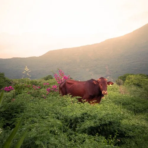 Cow in high and lush vegetation