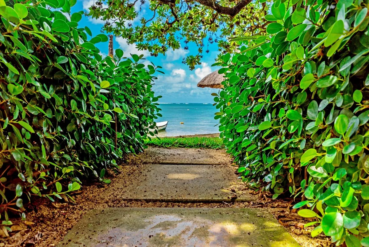 Green pathway through plants leading to the ocean at Constance Belle-Mare Plage in Mauritius