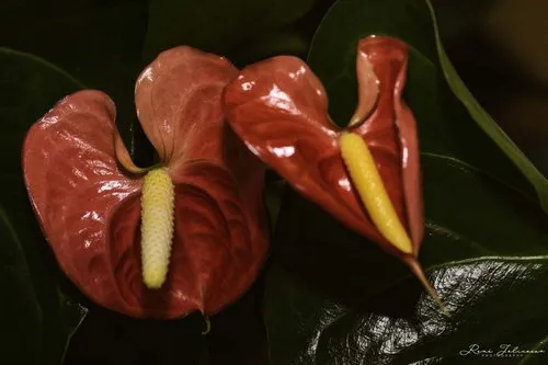 Anthurium Flowers Close up