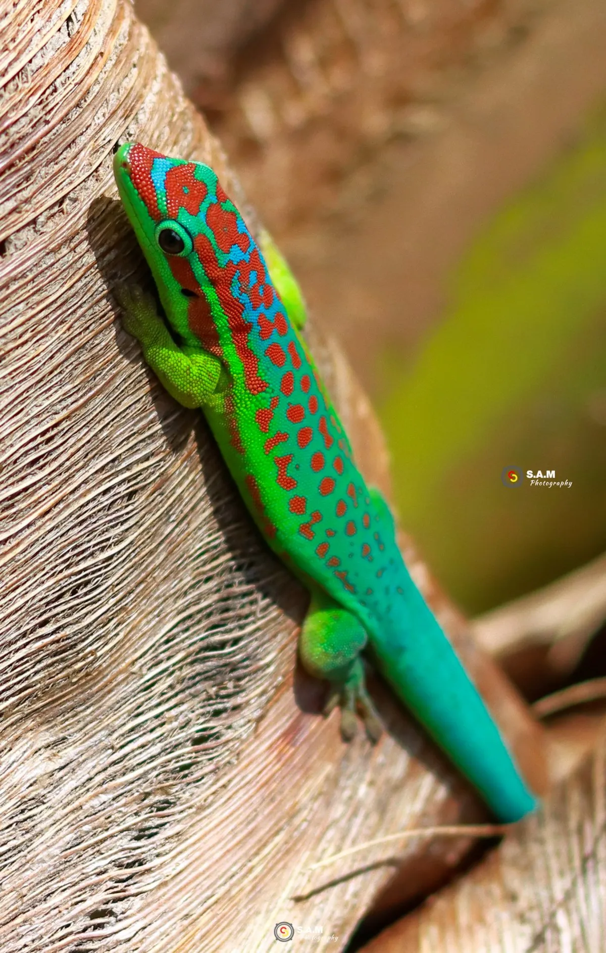 Green gecko lizard with red spots closeup in natural habitat in Mauritius