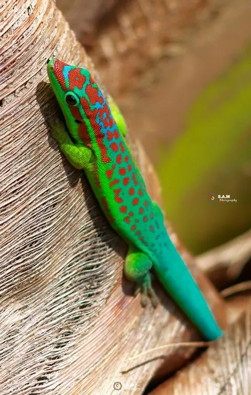 Green gecko lizard of Mauritius