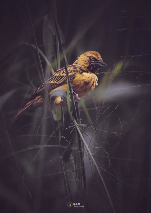 Serin jaune bird in the wild