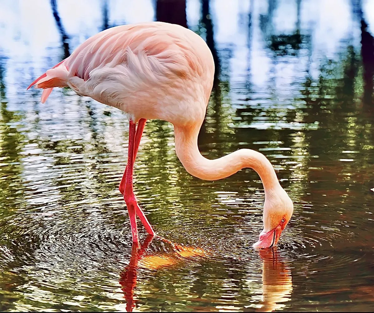 Pink flamingo fishing in calm water in Mauritius