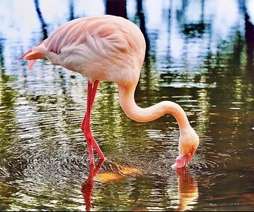 Pink flamingo fishing in water