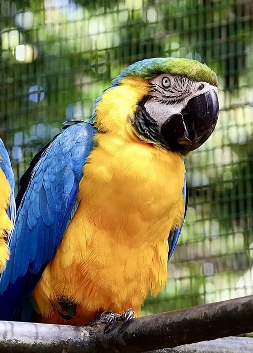 Blue and gold Macaw bird