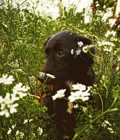 Black dog posing among flower blossoms