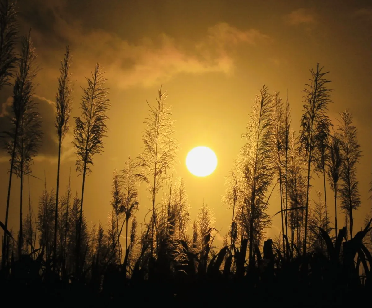 Sunset silhouette of blooming sugarcane flowers in a Mauritian field with a yellow sun