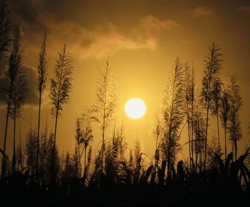 Sugarcane flowers in bloom at sunset