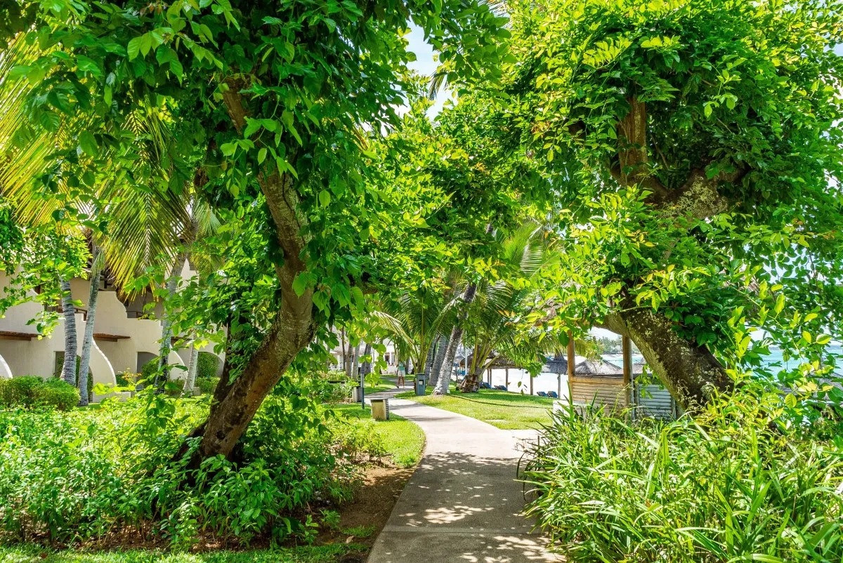 Pathway surrounded by palm trees and greenery at Constance Belle-Mare Hotel in Mauritius