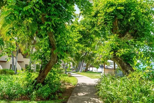 Pathway in Nature in between palm trees