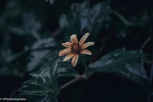 Yellow Flower on a cloudy day