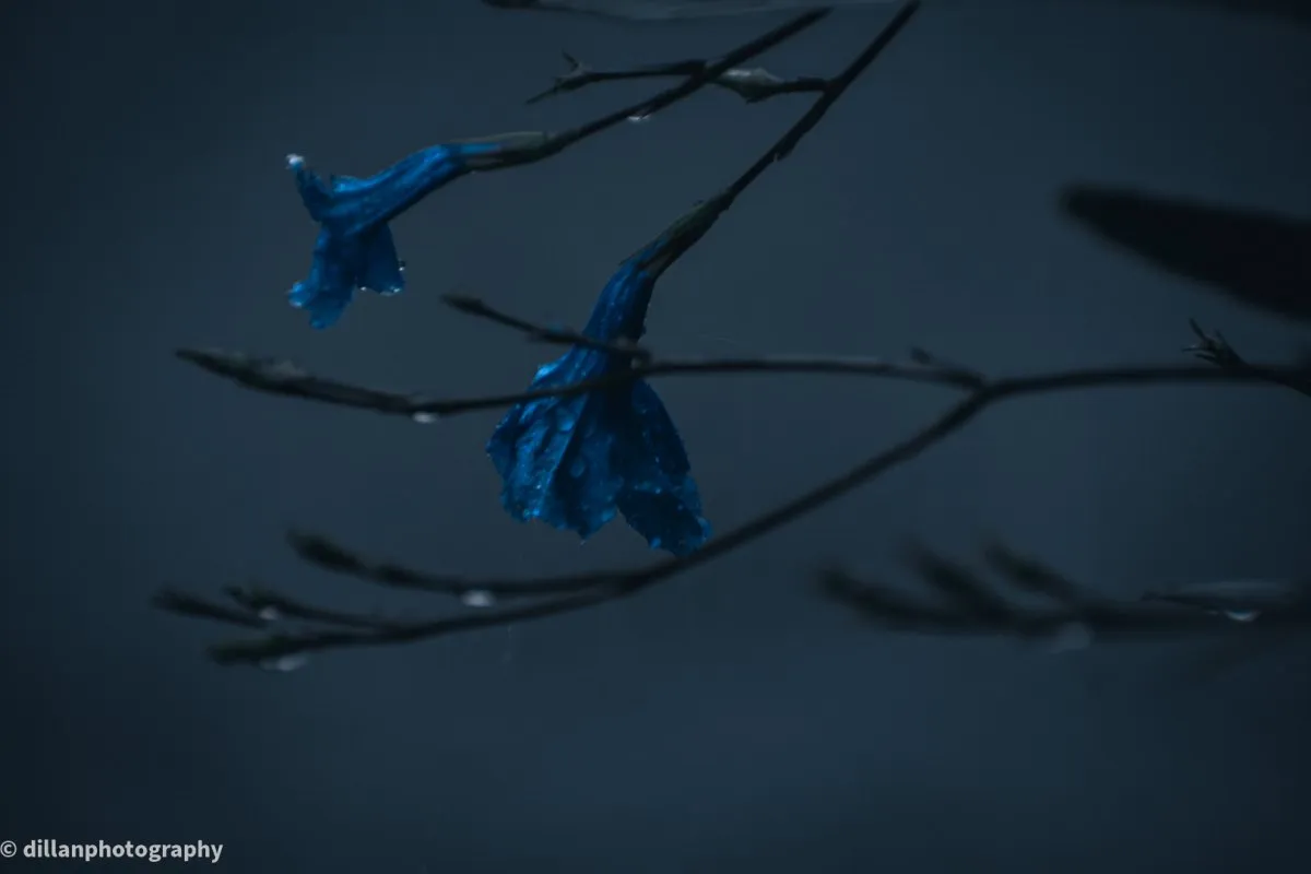 Two deep blue flowers hanging on a dark, moody day in Mauritius