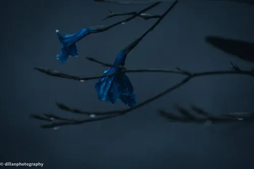 Blue flowers hanging on a moody day