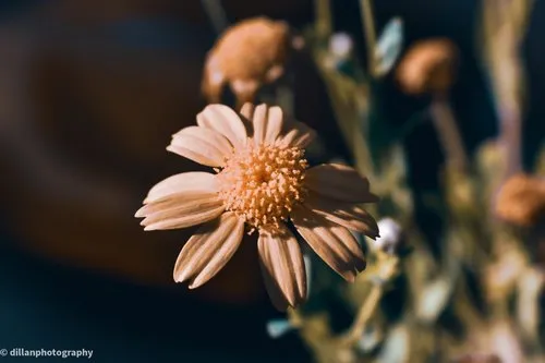 Flower close up with blurred background