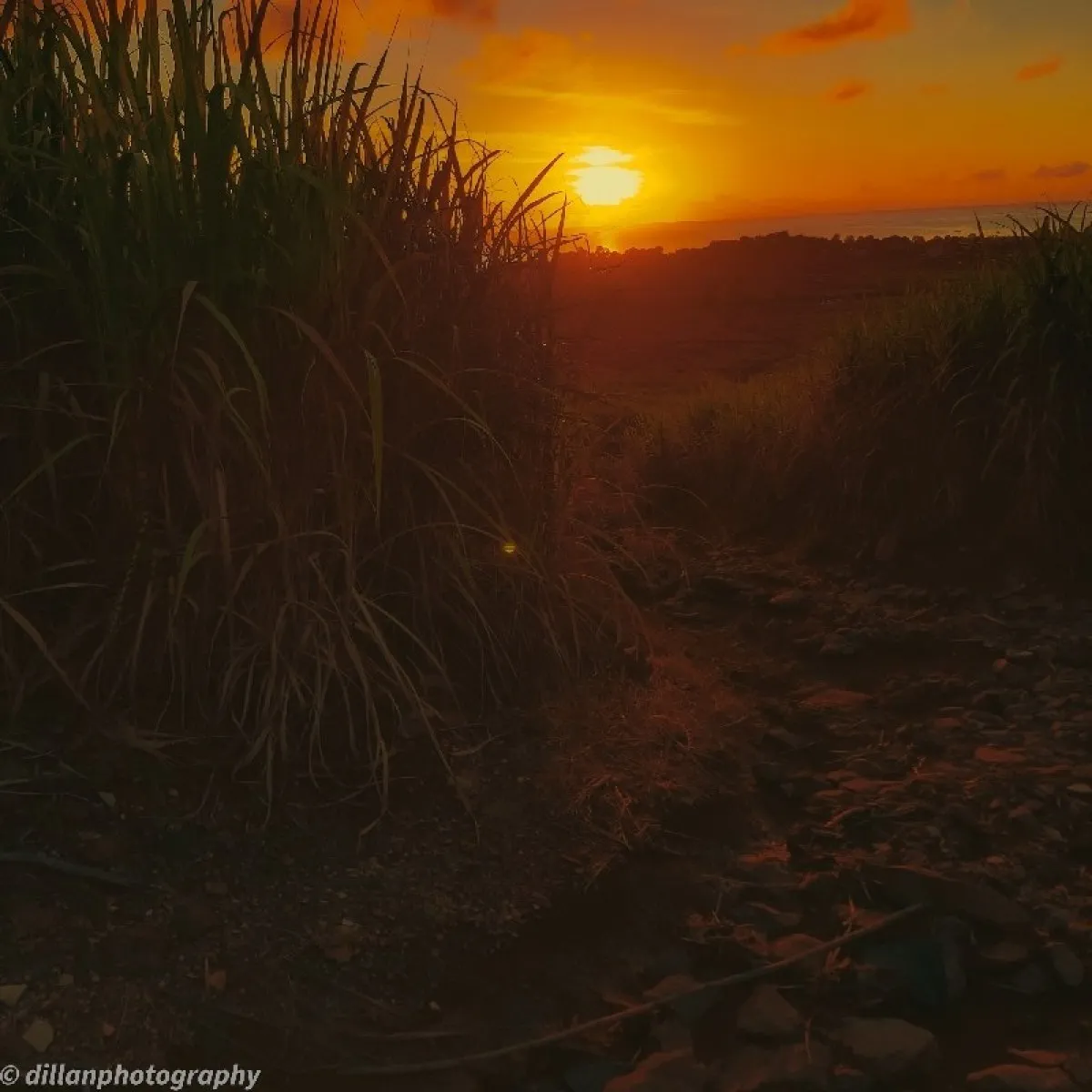 Rocky pathway leading to sunrise between sugarcane fields in Mauritius at Rivière des Créoles