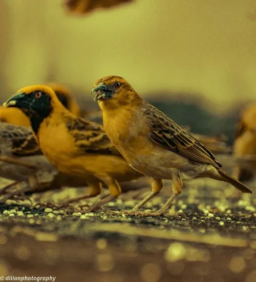 Yellow Village Serin du cap bird