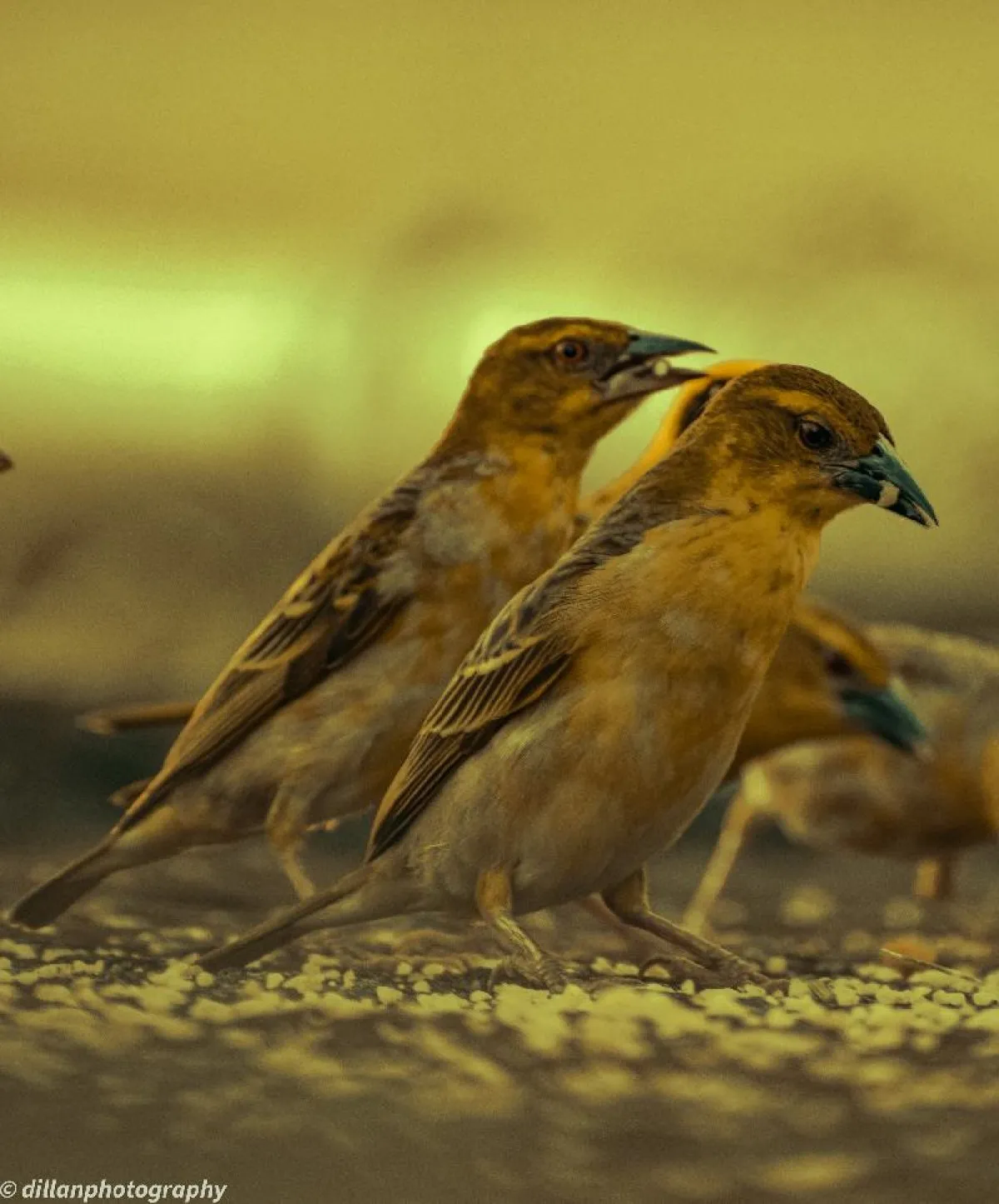 Close-up of yellow weaver birds feeding on the ground in Mauritius