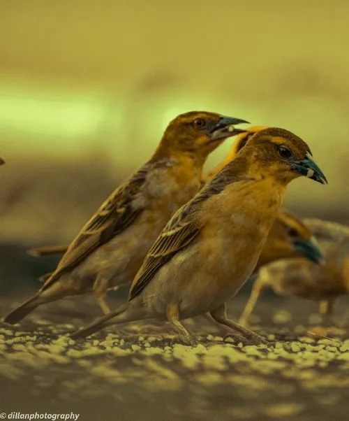 Yellow weaver birds feeding