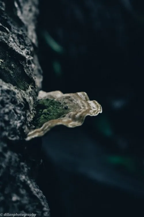 Wild mushroom growing on tree trunk