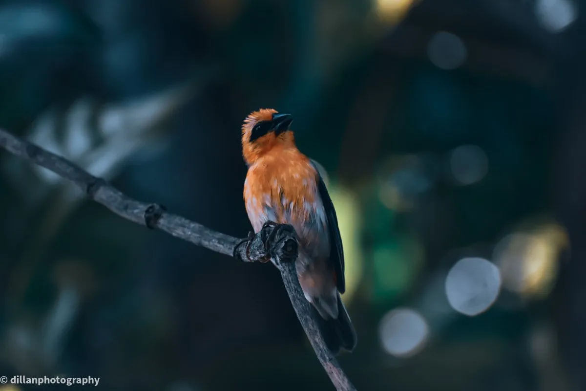 Famous cardinal bird perched on dry branch in Mauritius with blurred background