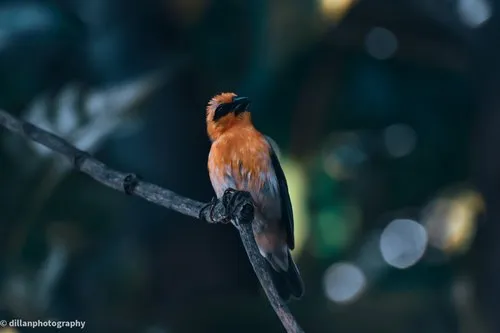 Mauritius famous cardinal bird perched