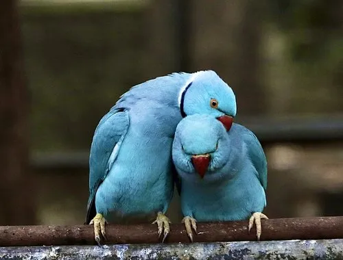 Blue parrot birds cuddling