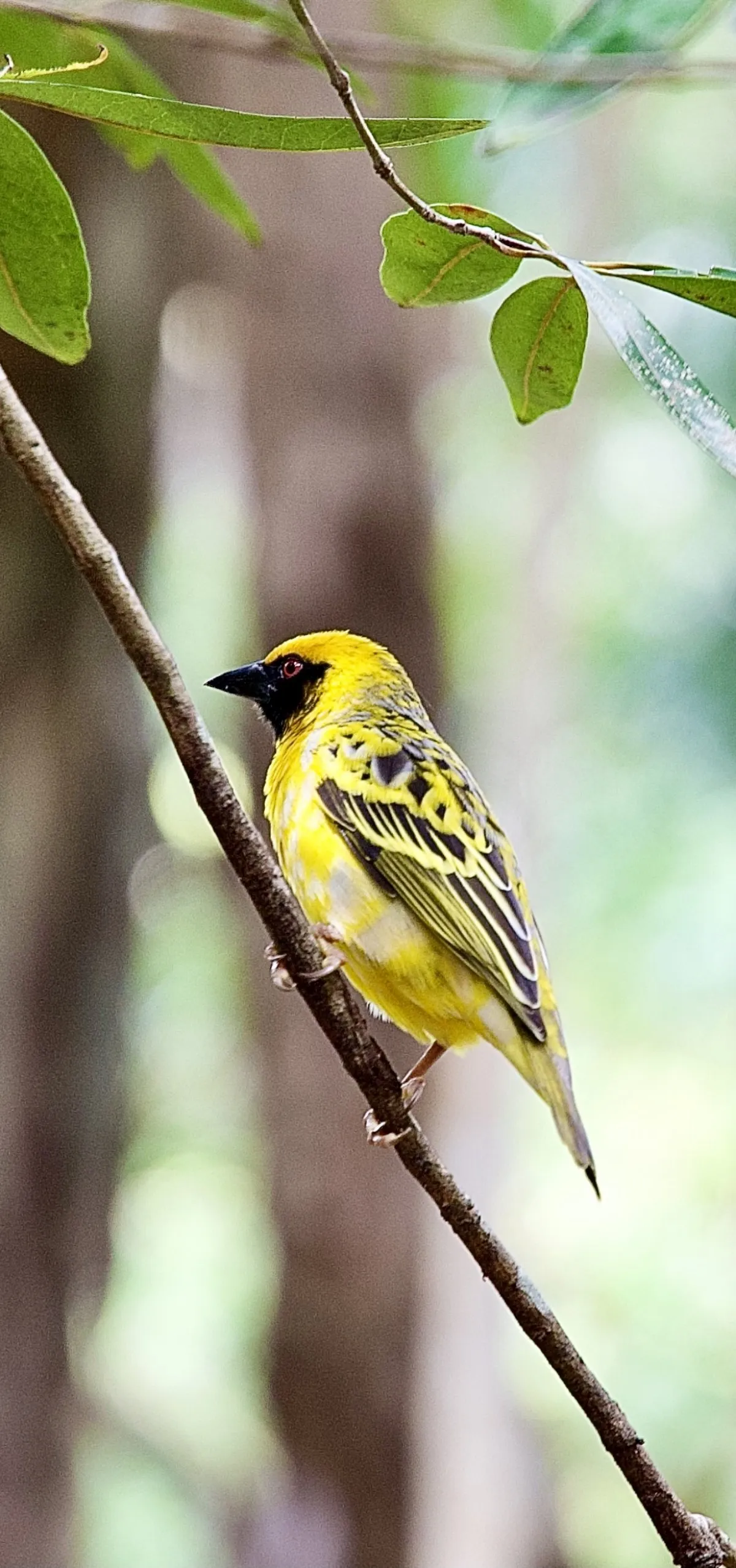 Serin du Cap yellow village weaver bird perched on a branch in Mauritius