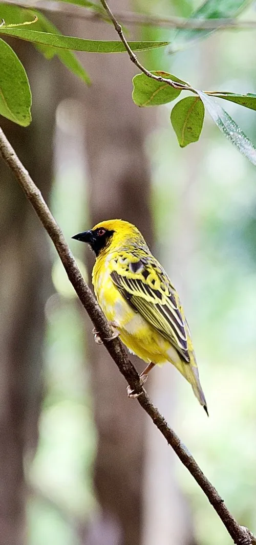Serin du cap bird of Mauritius
