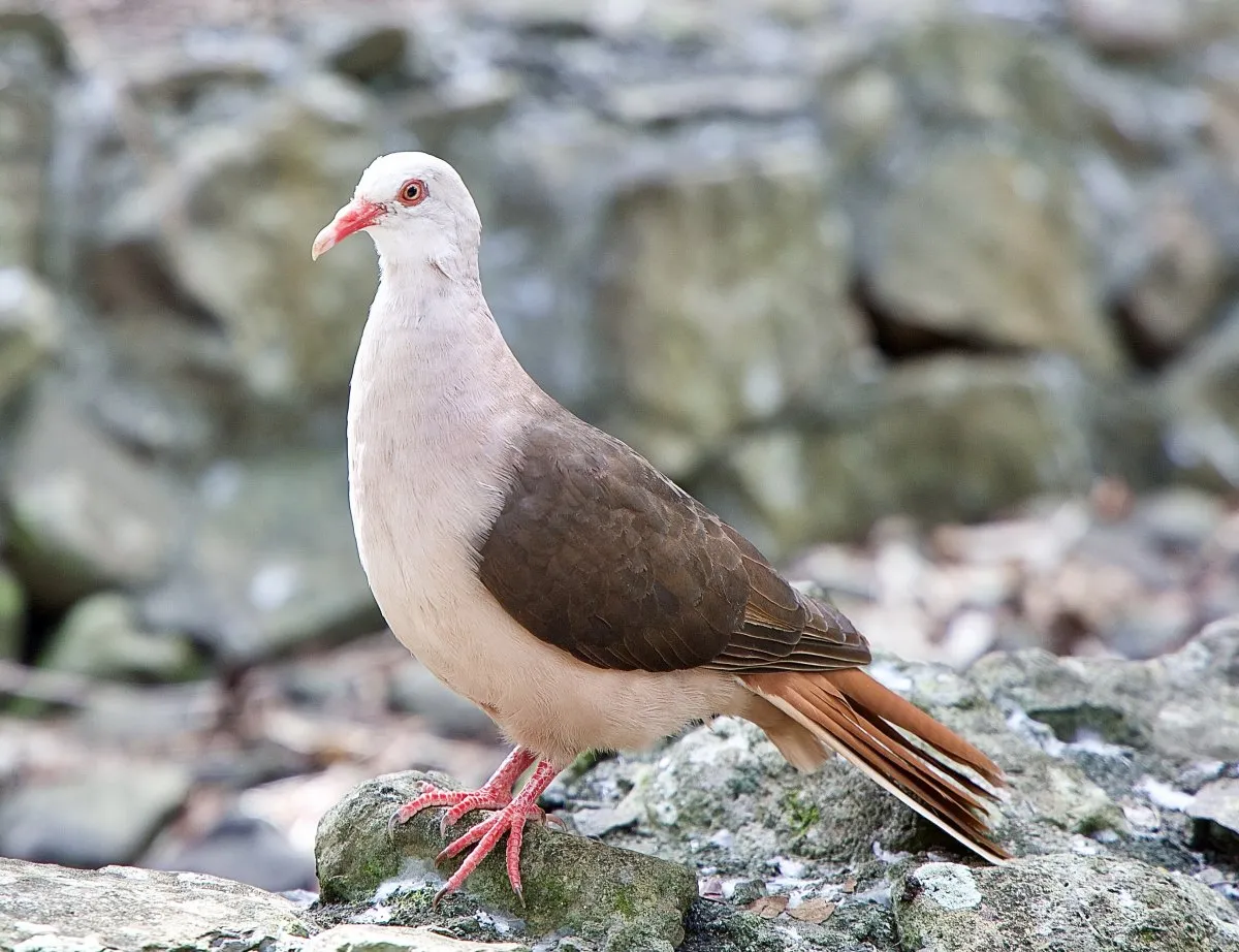 Close-up of a pink pigeon perched on a rock in Mauritius natural habitat