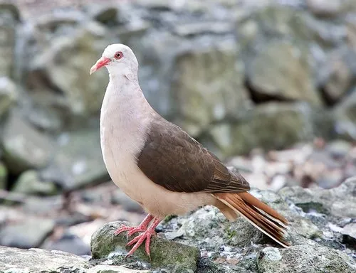 Close up of pink pigeon of Mauritius