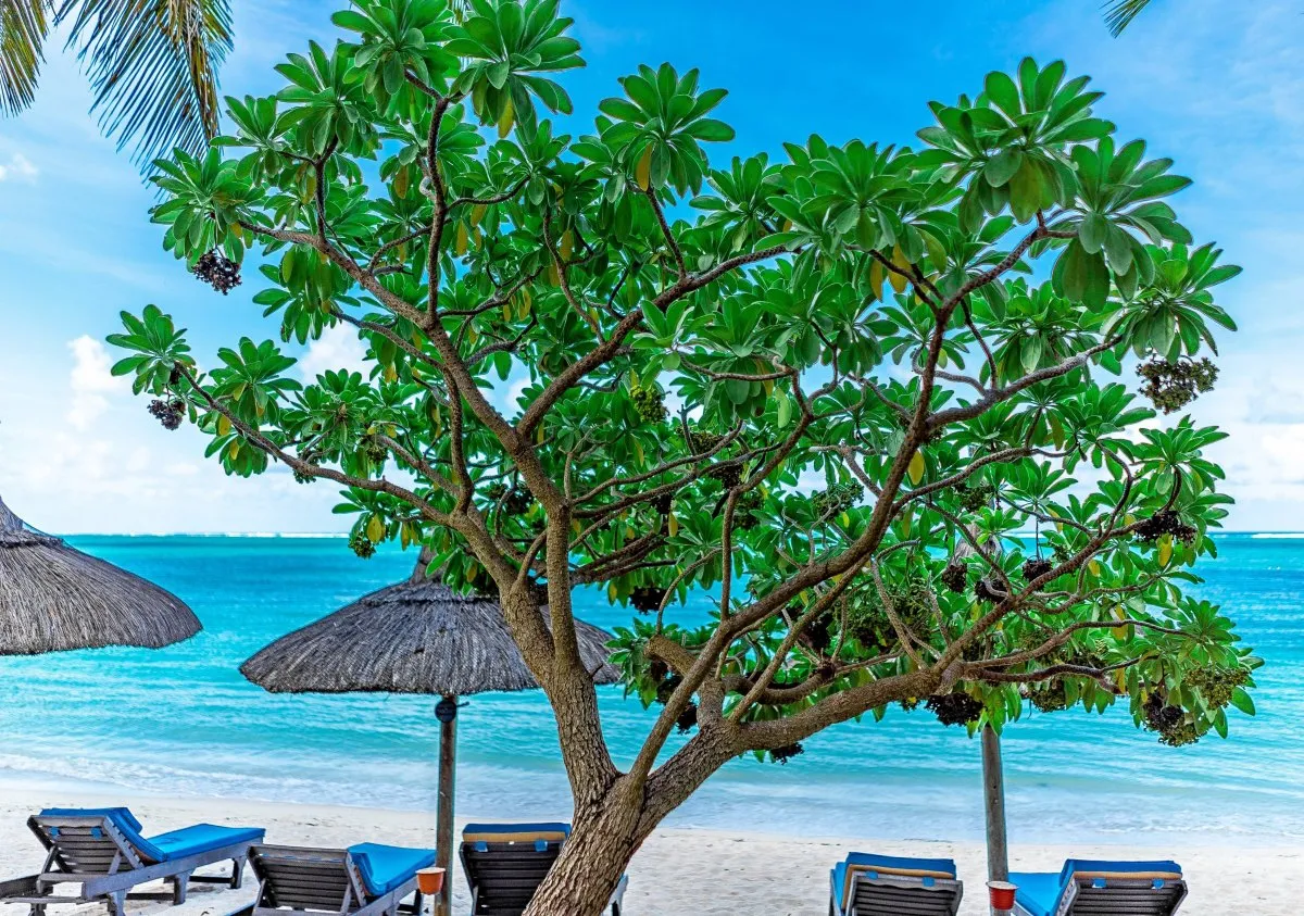 Lush tree by the calm ocean on Belle Mare beach in Mauritius with white sand