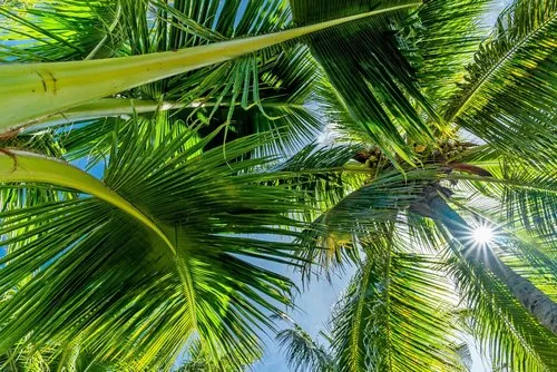 Sun rays through Coconuts branches in blue sky