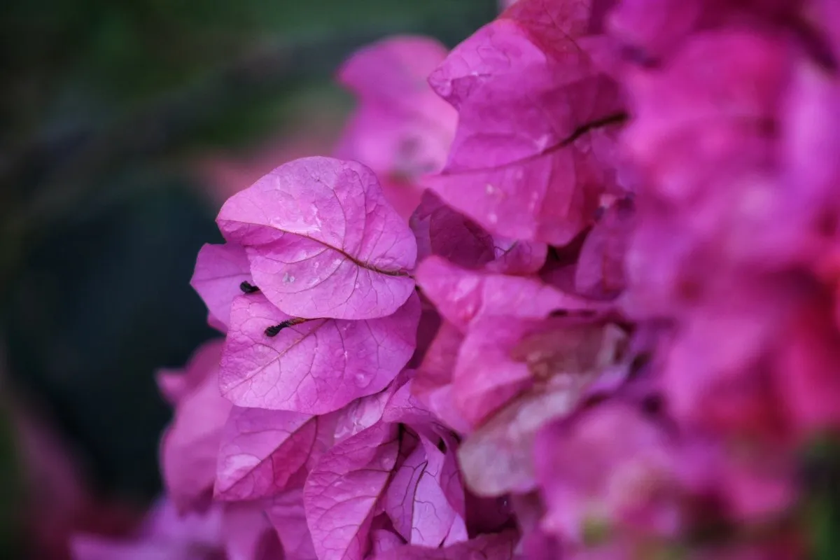 Close-up of purple bougainvillea flowers with water drops in Mauritius