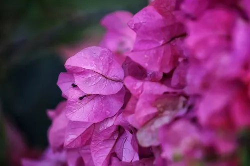 Close up of Purple bougainvillea