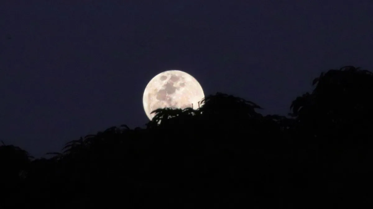 Full moon rising behind silhouetted trees in Mauritius at night