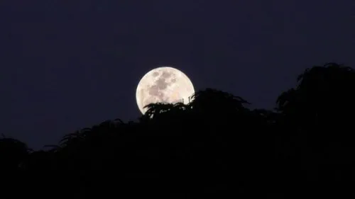 Full moon shot behind trees