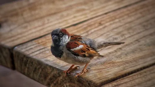 Brown Eurasian tree sparrow bird