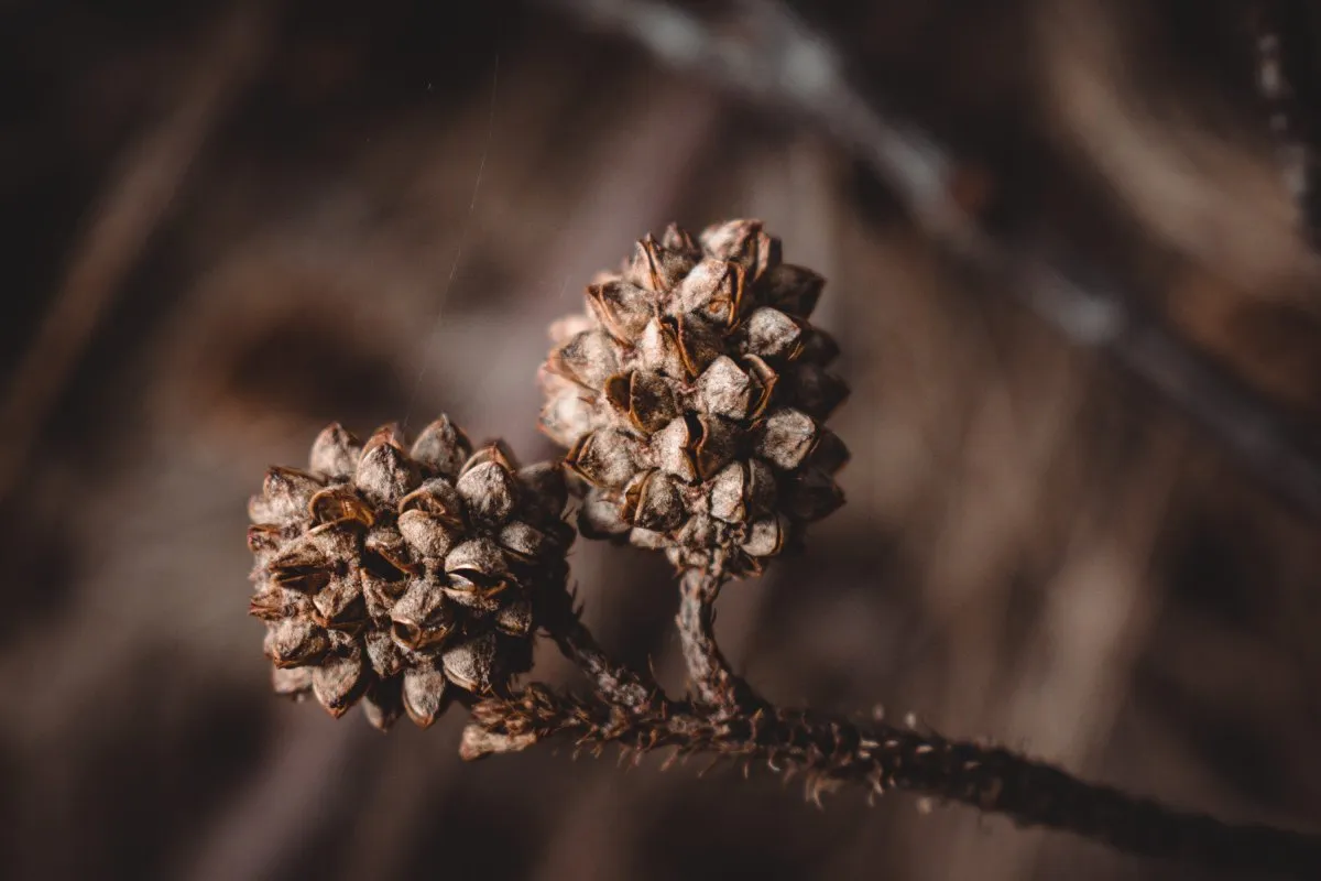 Closeup of dry filao tree seeds on the ground in natural Mauritius setting