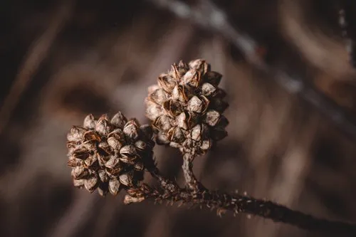 Filao tree seeds closeup in nature