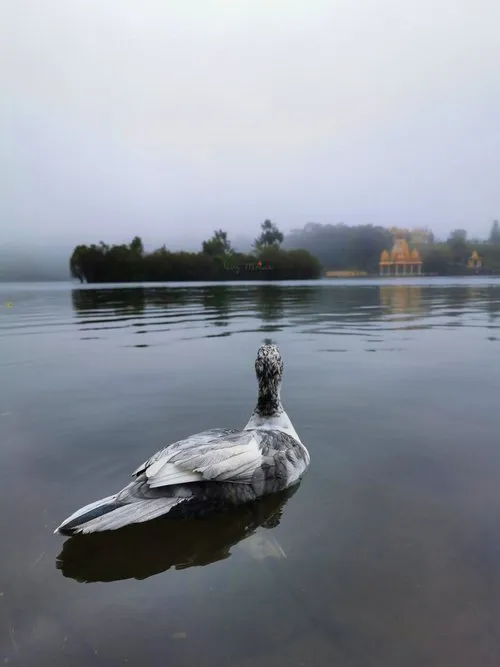 Grey goose at Grand-Bassin lake