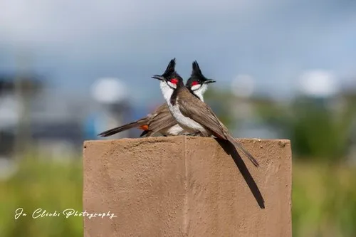 Red-whiskered Bulbul Conde Bird