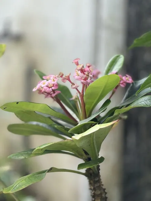 Small pink flowers with large leaves