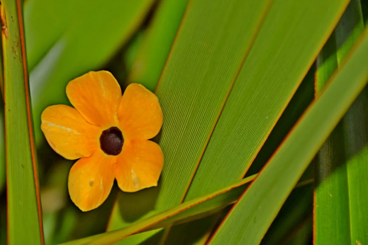 Orange flower with long green leaves in Mauritius by Louise J. Benoit