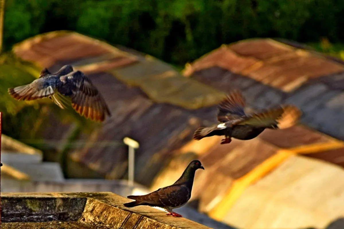 Pigeons flying over a roof in Mauritius captured by Louise J. Benoit