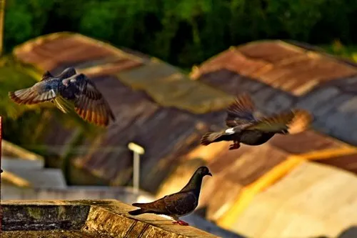 Pigeons flying over a roof