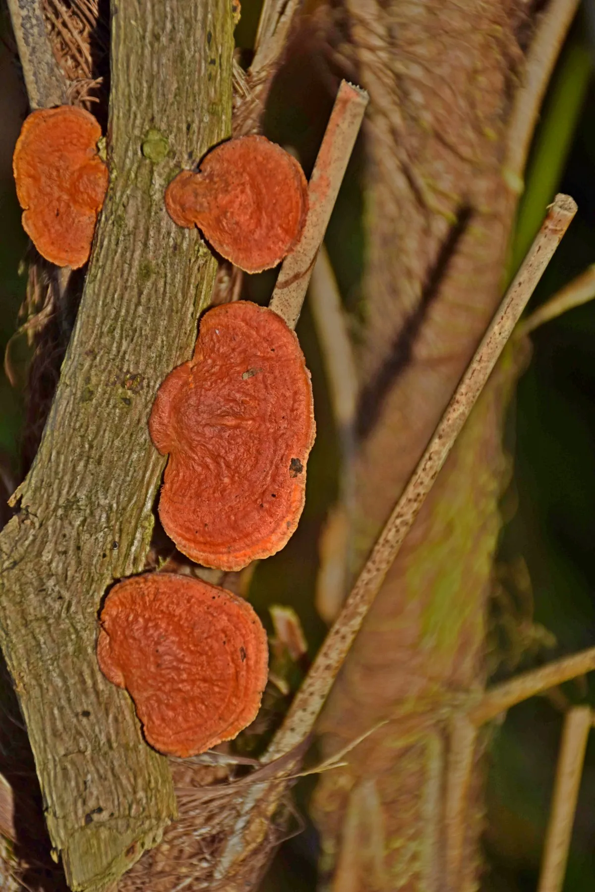 Close-up of mushrooms growing on a tree trunk in the natural forests of Mauritius