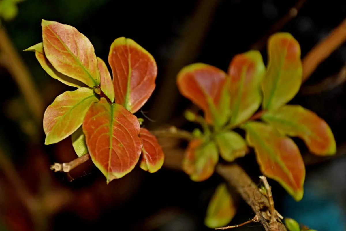 Closeup of reddish and green leaves growing on a branch in Mauritius