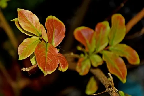Closeup of Reddish leaves growing