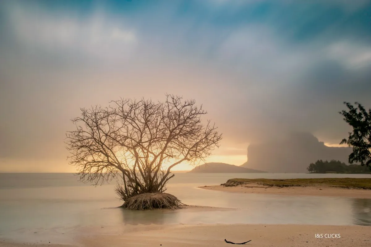 La Prairie tree surrounded by the sea on a beach in Mauritius at sunset