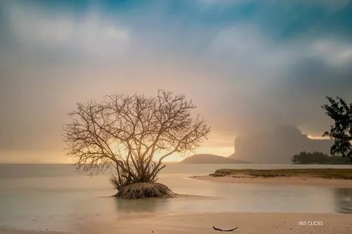 La Prairie Tree surrounded by sea